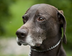 Summertime dog mosquitoesR