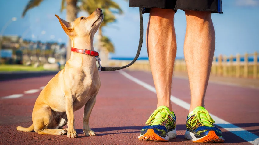 Dog on leash next to man on running track