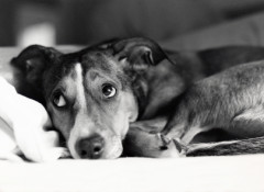 200doglookingscared