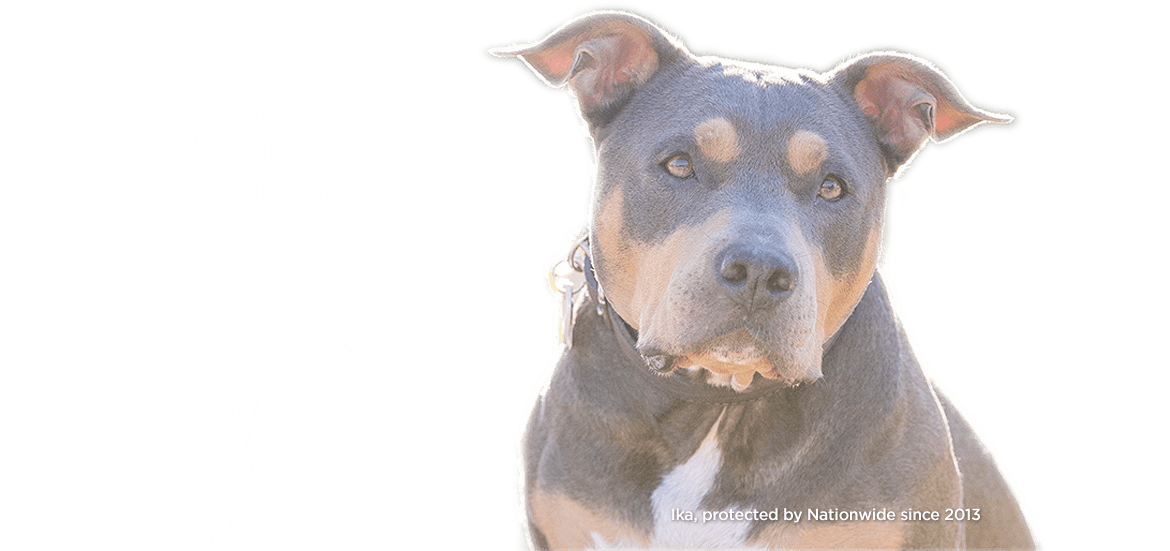 Dog with Ribbon