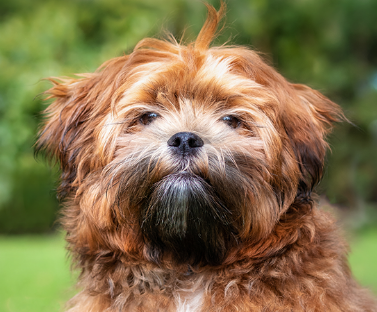 Shichon