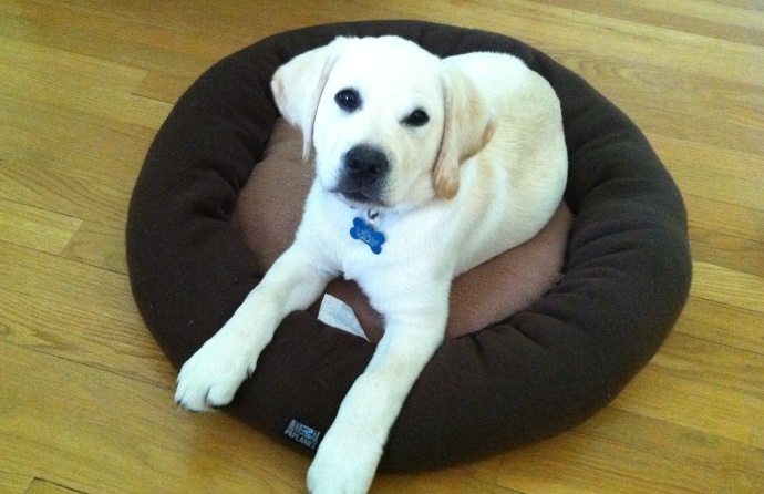 Ryder-Bed