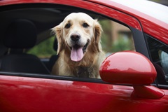 Dog sitting-car