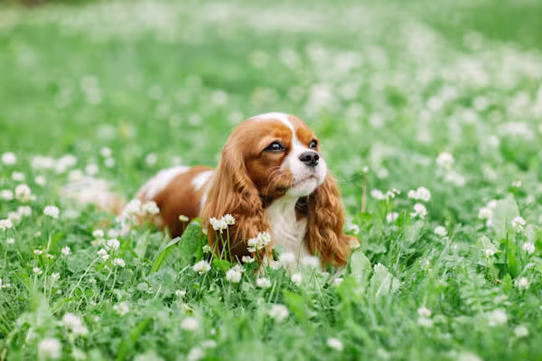 3-Fun fact Cavalier King Charles spaniel GettyImages-1185223858