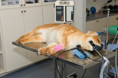 73dogonlabtable