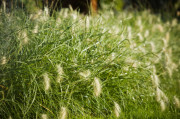141foxtails