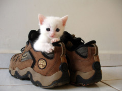 KittenInShoes