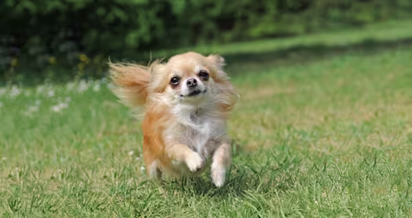 3-Fun fact chihuahua GettyImages-114390419