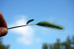 Foxtails weed