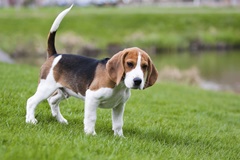 Beagle outside