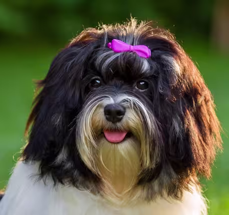 Havanese
