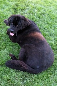 Aggie-2_HN-200x300