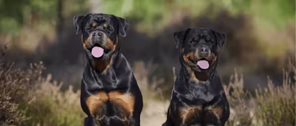 3-Fun fact-Rottweiler GettyImages-1445271521