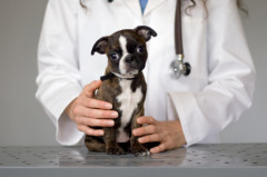 PuppywithVet