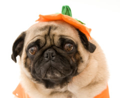 pugonhalloween