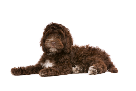 Cockapoo standing — health planner for puppies through senior dogs