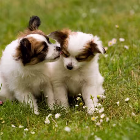 90 papillon-puppy-460x460