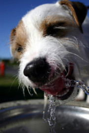 dogdrinkingwater