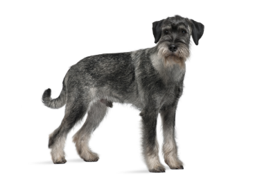 Schnauzer-Standard standing — health planner for puppies through senior dogs