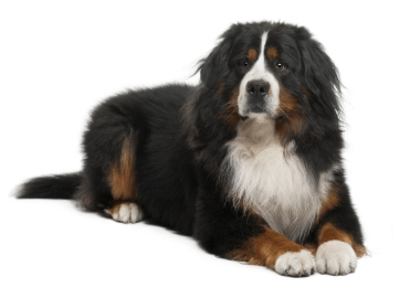 Bernese mountain dog standing — health planner for puppies through senior dogs
