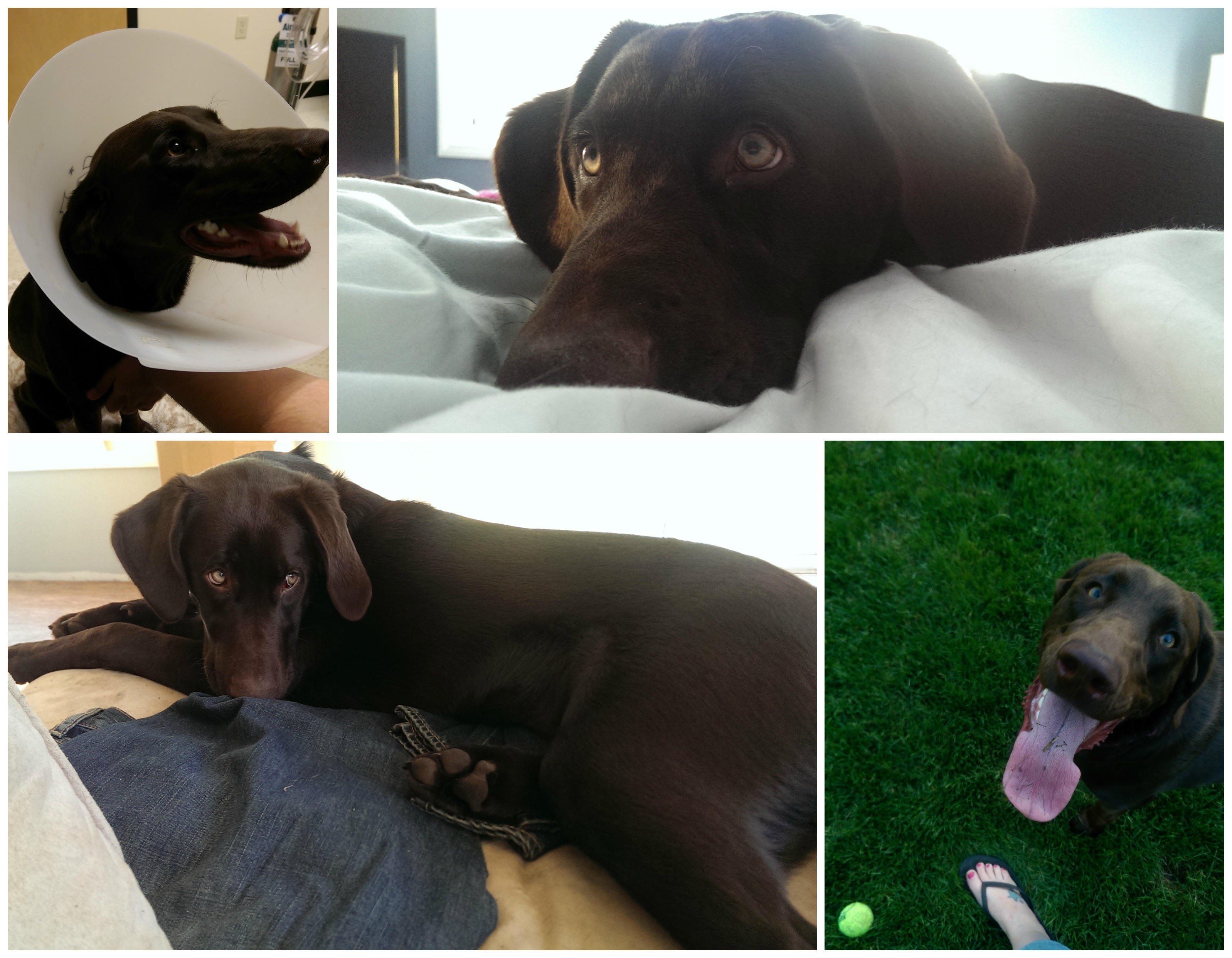 Lola-Collage