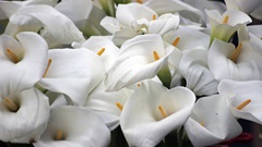 Lily calla-lily