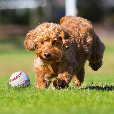Our top 12 sports pet names