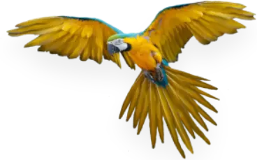 Parrot spreading wings