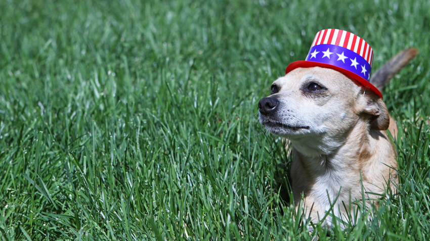 July 4th Pet Safety Tips