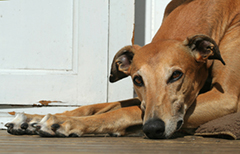 205greyhoundlyingdown
