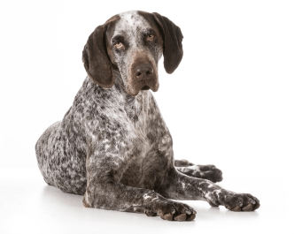 German shorthaired pointer standing — health planner for puppies through senior dogs
