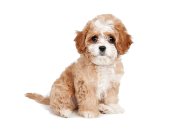 Cavapoo standing — health planner for puppies through senior dogs