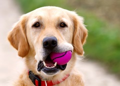 labwithball