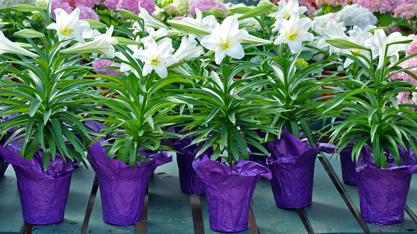 Lily Plant Dangers and Pets