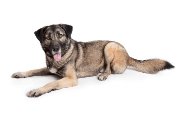 Mixed XLarge standing — health planner for puppies through senior dogs