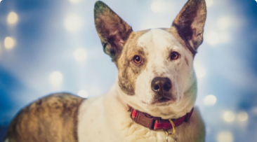 Best Pet Photography Tips for Holiday Cards