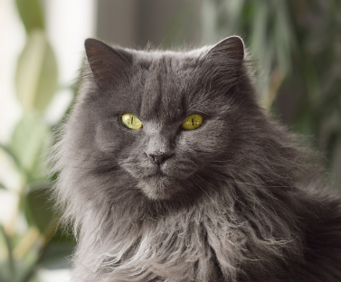 Domestic Long Hair