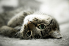 Choose a Cat Whose Age Matches Your Lifestyle