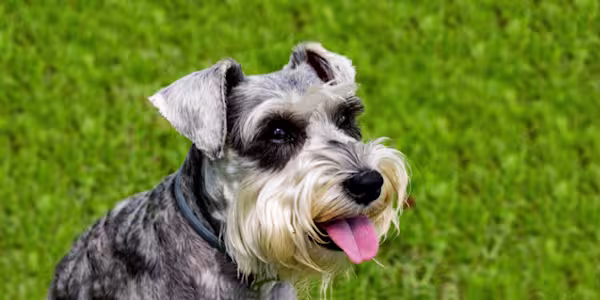 3-Fun fact Minature schnauzer GettyImages-1160833953