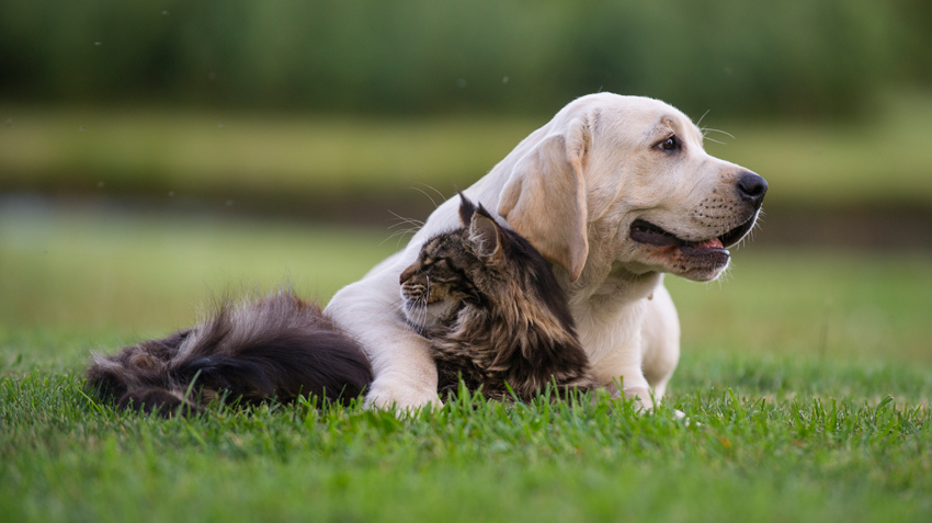 10 of the Best Cat Breeds for Dogs