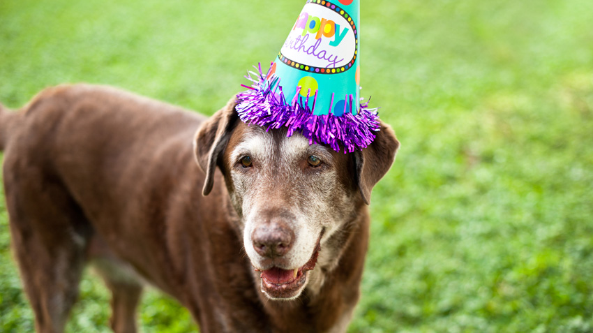 Pet Parties