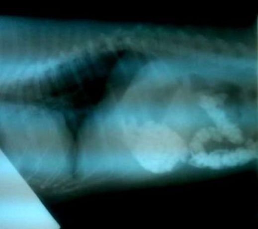 Xray_HN