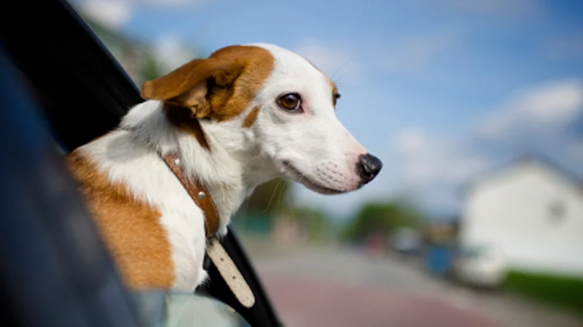 Top 5 Pet Travel Tips