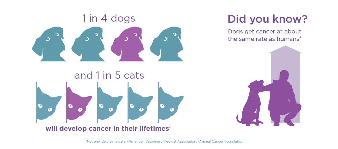 Dogs and cancer