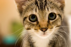 Cat up close
