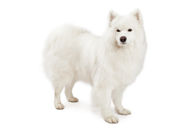 Samoyed standing — health planner for puppies through senior dogs