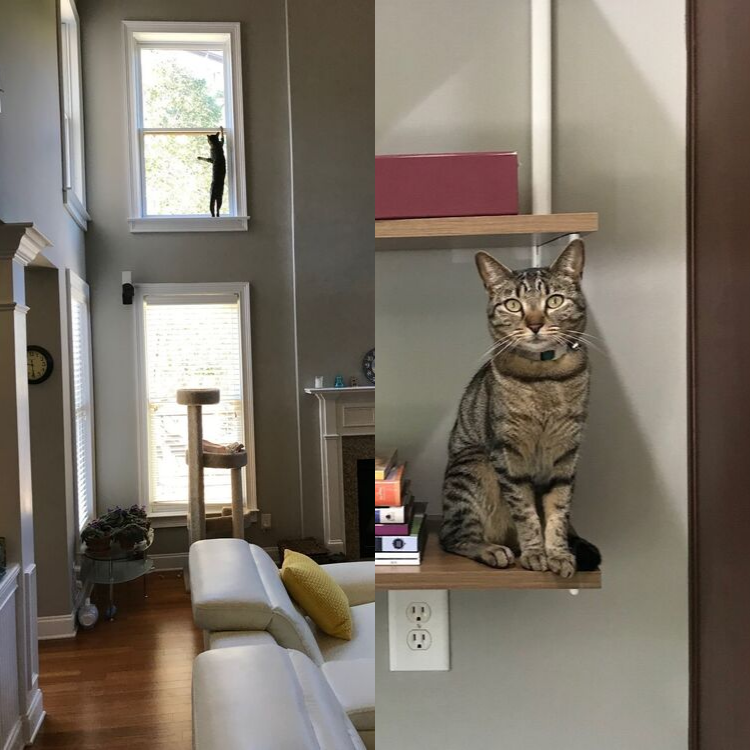 Minnow-Photo-Collage-2