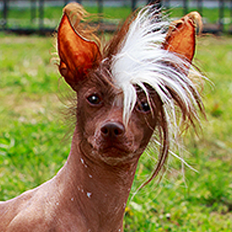 Wacky Blog - The well‑coiffed world of Wacky Pet Names