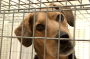 shelterdog