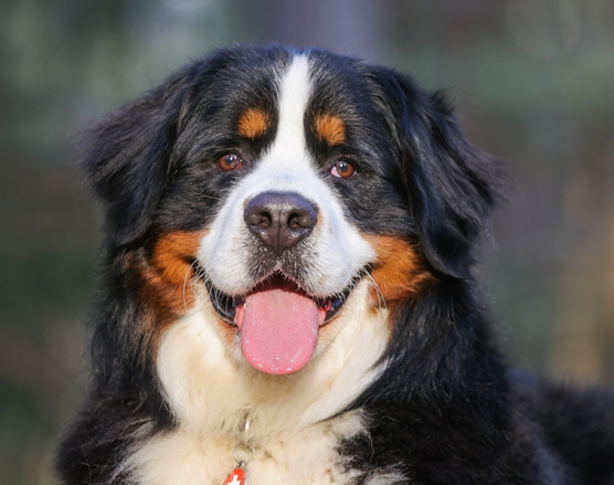Bernese Mountain Dog